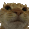 cat_no emoji