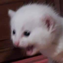JBF_yurinWhyOwO emoji