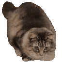 wigglecat emoji