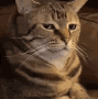 imp_cat_confused emoji