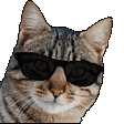 imp_cat_vibin3 emoji