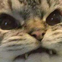 mad_cat emoji