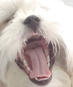 whatthewoof emoji
