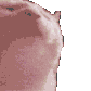 party_cat emoji