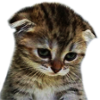 Auscucatsad emoji