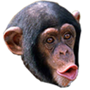 Pogchimp emoji