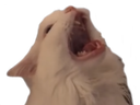 ScremCat emoji