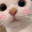 kittylovesu emoji