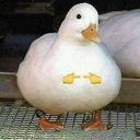 pato_uwu emoji