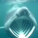 shark_poggers emoji