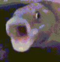 Pogfish emoji