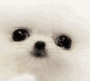triggereddog emoji