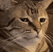 catstare emoji