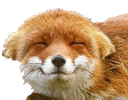 FD_foxy_uwu emoji