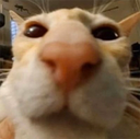 6979catsniff emoji