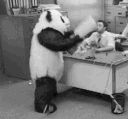 1995_angry_panda emoji