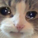 depressedcat emoji