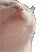 catvibe emoji