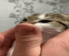 aaPatCat emoji