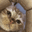 0cat emoji