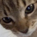 0catstare emoji