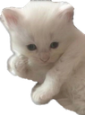 0kitty emoji