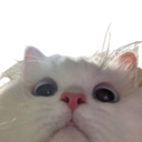 0catstare emoji