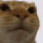 0catstare emoji