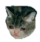 2728_CatBeSad emoji