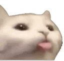 cat_lingua emoji