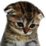 sad_cat emoji
