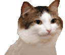 cat_wiggle emoji