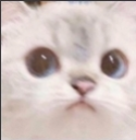 FZ_CatWhat emoji