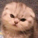 FZ_CatAngry emoji