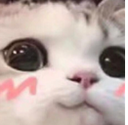 FZ_shycat emoji