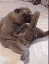 catdick emoji