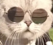 catCool emoji