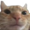 cat emoji