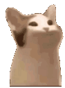 catbop emoji