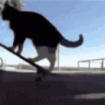 cat_on_skateboard emoji