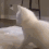 cattwerk emoji