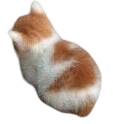 AngyCat emoji