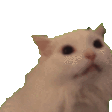 cat_ree emoji
