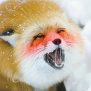 fox_ahh emoji