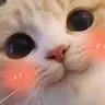8_Cat_Blush emoji