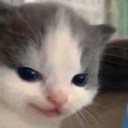 HEHEcat emoji
