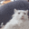 catdance emoji