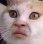 catmood emoji