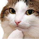 catThin4K emoji