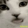 cattongue emoji